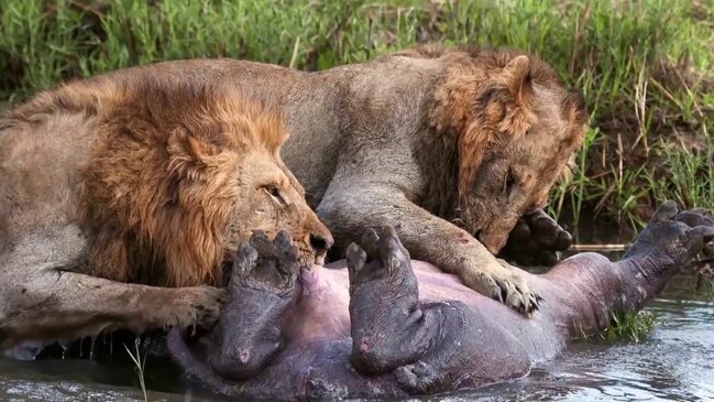 Restorandan götürülən vəhşi heyvanlar Altıağac Milli Parkına təhvil verildi