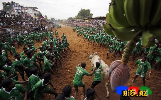 Hindlilər də ispanlar kimi öküz döyüşü keçirir - FOTO