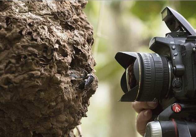 Ученые думали, что эти огромные пчелы вымерли 38 лет назад, но не тут-то было - ВИДЕО+ФОТО