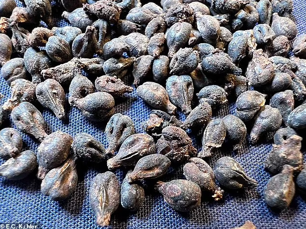 Tarixi tamamilə dəyişdirəcək tapıntı! İlk qadın fironun 5 min illik məzarı tapıldı - MARAQLI ARAŞDIRMA - FOTOLAR