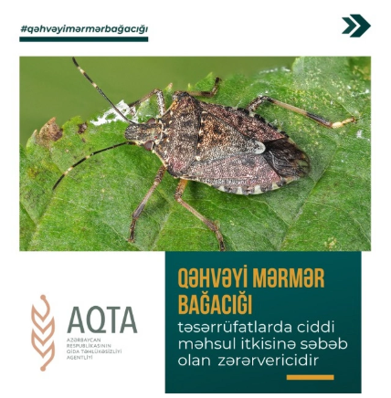 Şəki-Zaqatala bölgəsini zərərverici həşəratlar "zəbt edib": Dövlət qurumundan TÖVSİYƏ