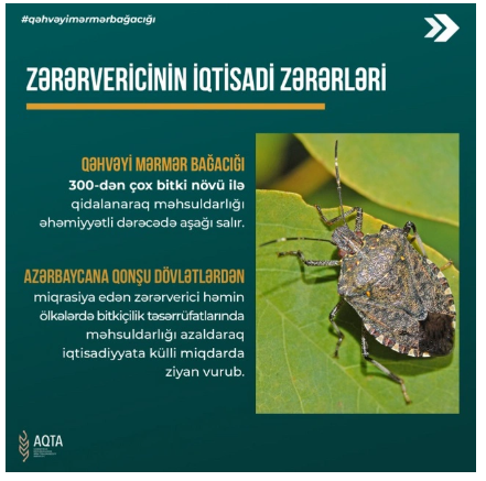 Şəki-Zaqatala bölgəsini zərərverici həşəratlar "zəbt edib": Dövlət qurumundan TÖVSİYƏ