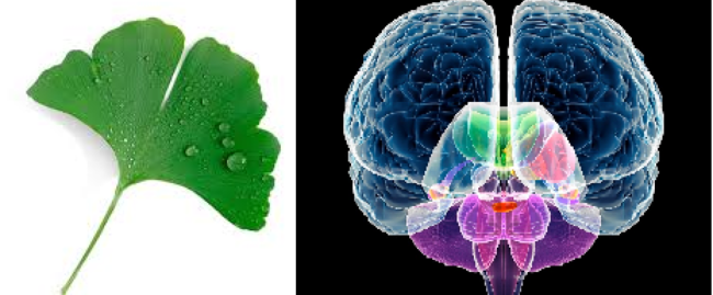 Yaddaş və zehni gücləndirmək üçün MÖCÜZƏVİ RESEPT - VİDEO