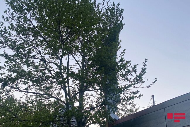 Güclü külək nəticəsində 3 nəfər xəsarət aldı - FOTOLAR