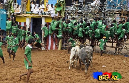 Hindlilər də ispanlar kimi öküz döyüşü keçirir - FOTO