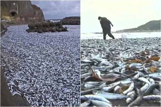 Minlərlə ton balığın Yaponiya sahillərində kütləvi ölməsinin səbəbi açıqlandı