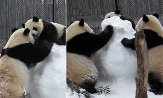 Zooparkda pandalar qar adamına hücum etdilər — VİDEO