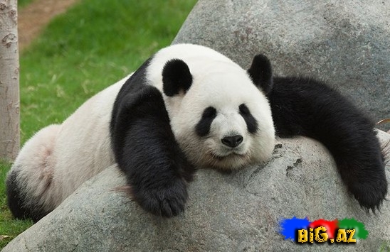 Panda çox yemək üçün özünü hamiməliyə vurdu - VİDEO