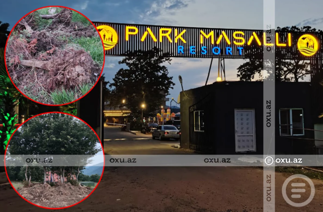 Masallıda restoran rəhbərliyi ağacların kökündən çıxarılmasına görə CƏRİMƏLƏNDİ - FOTO