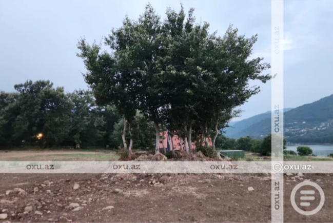 Masallıda restoran rəhbərliyi ağacların kökündən çıxarılmasına görə CƏRİMƏLƏNDİ - FOTO