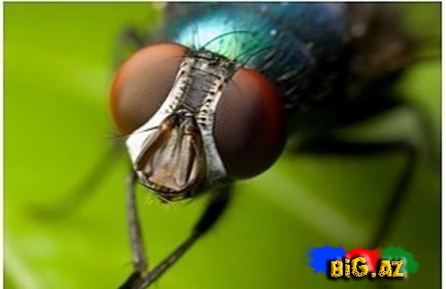 Adi milçəklər bir çox xəstəlikləri müalicə edəcək