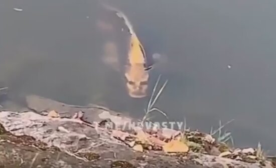 Çində insan üzlü balıq tapıldı - ŞOK VİDEO