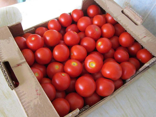 DİQQƏT! Satışda təhlükəli pomidor var!