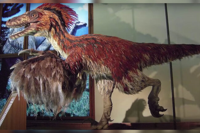 Çəkisi 800 kq olan ən böyük dəvəquşu-dinozavr tapıldı