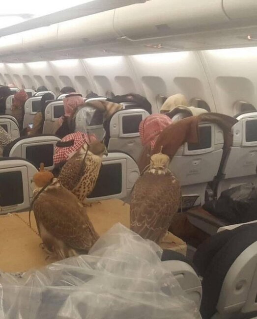 Quşları üçün 80 bilet aldı - FOTO