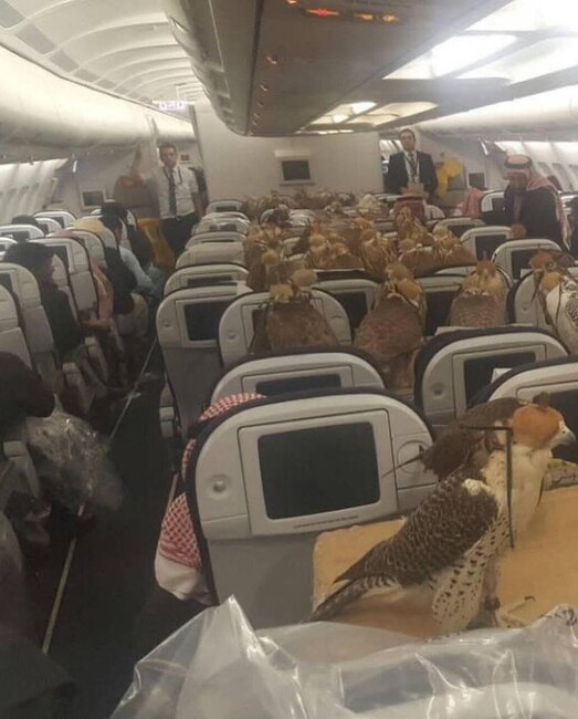 Quşları üçün 80 bilet aldı - FOTO