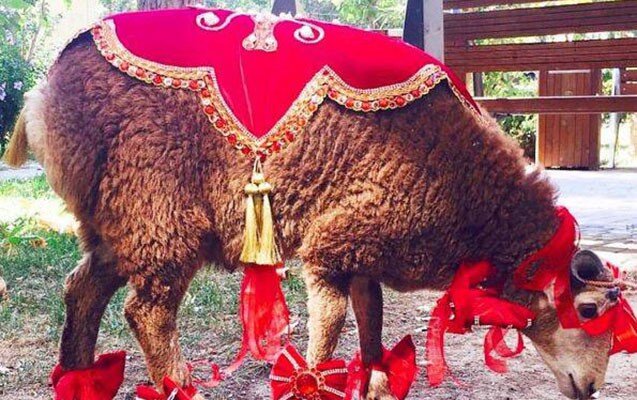 Qoyundan başqa hansı heyvanlar qurbanlıq kimi kəsilə bilər?