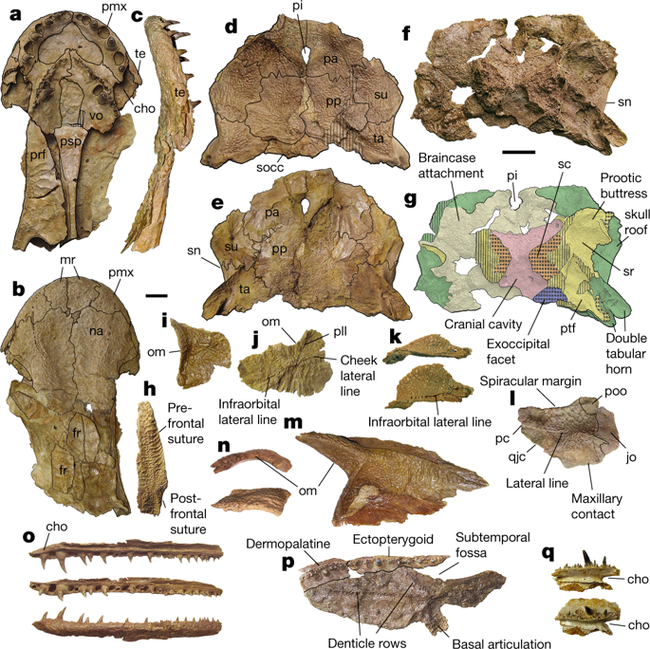 Təkamül nəzəriyyəsini TƏKZİB EDƏN varlıq tapıldı - FOTO
