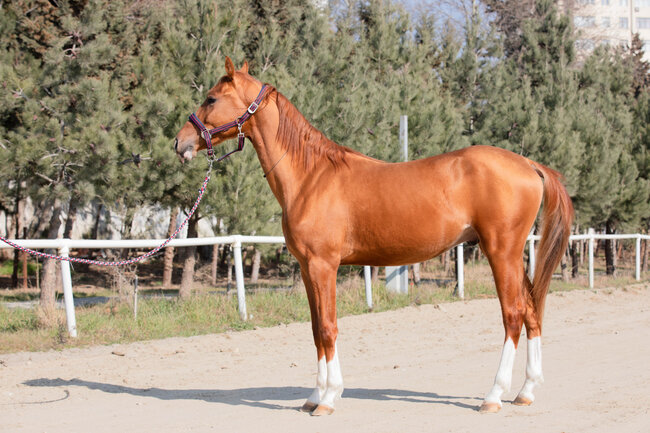 Qarabağ atlarından biri hərracda 5500 AZN-ə satıldı - FOTO