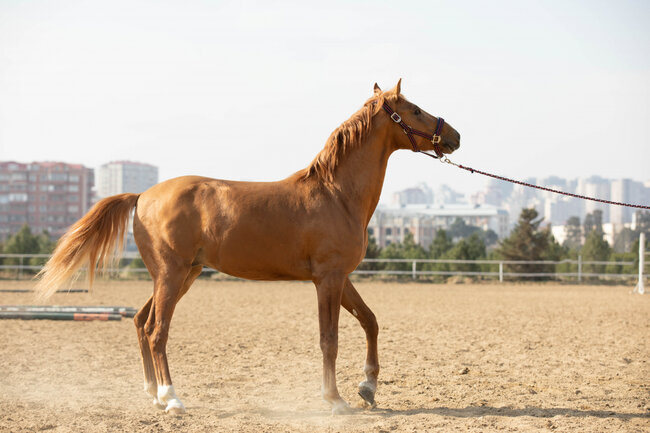 Qarabağ atlarından biri hərracda 5500 AZN-ə satıldı - FOTO
