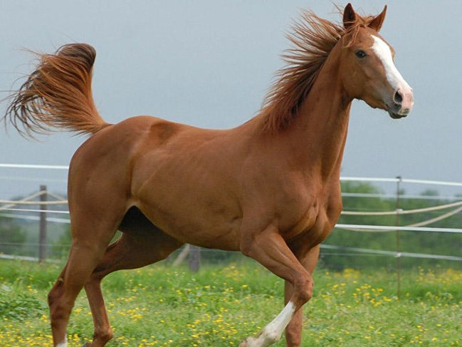 Qarabağ atları ilə bağlı sevindirici xəbər - FOTO