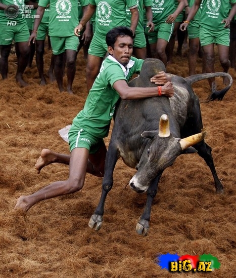 Hindlilər də ispanlar kimi öküz döyüşü keçirir - FOTO