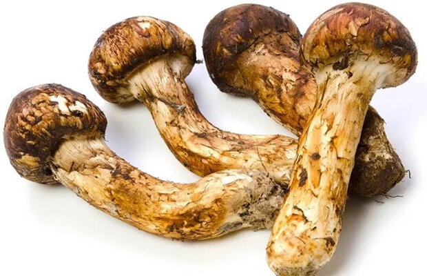 Dünyanın ən bahalı qidalarının qiyməti - ONLARI ANCAQ VARLILAR YEYİR - FOTOLAR