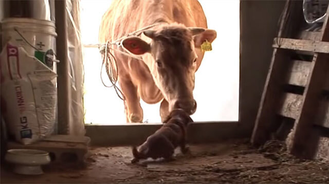 Bu itin hekayəsi eşidənləri kədərləndirir - FOTOLAR