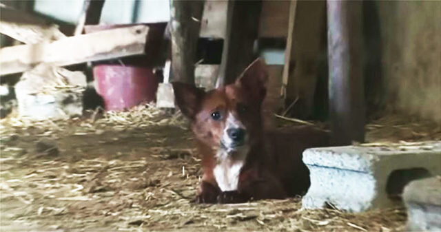 Bu itin hekayəsi eşidənləri kədərləndirir - FOTOLAR