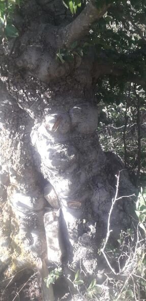 Şabranda meşə yanğınının səbəbi müəyyən edilib - FOTO/VİDEO