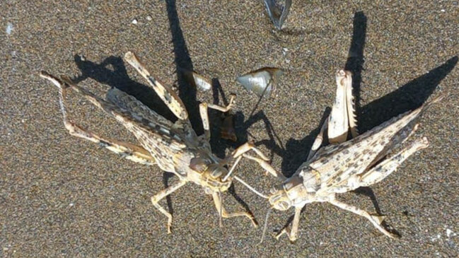 .