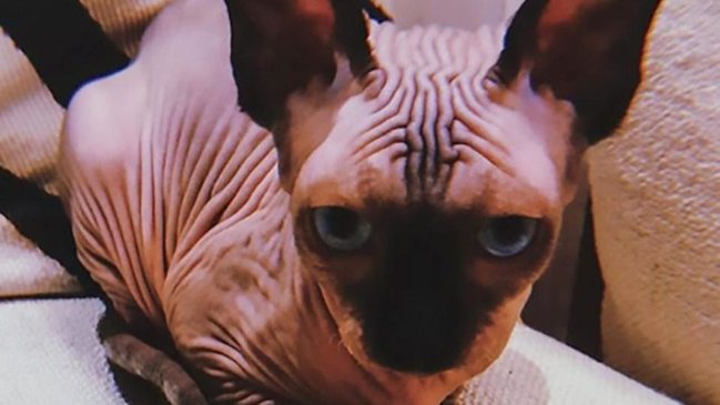 Ronaldonun təzə pişiyi sosial mediaya damğa vurdu - FOTOLAR