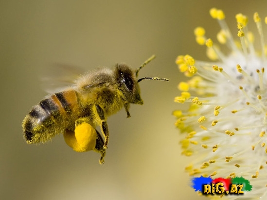 Sancmayan arı yetişdirildi