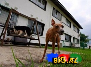 Heyvanla rəftara görə 39 min 530 dollar cərimə