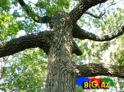 BƏƏ-də ağaclar rəqəmli adlar və peyk mayakları ilə qorunacaq Maraqlı