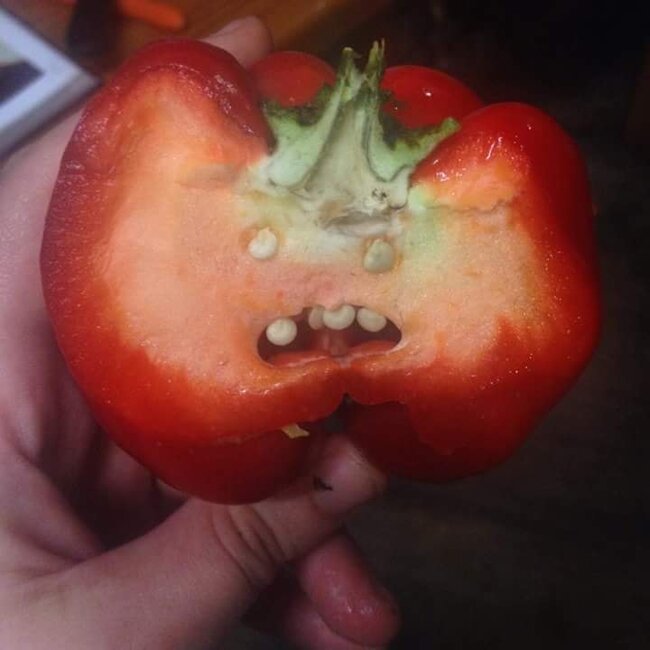 Dünyanın hər yerindən olan insanlar öz evlərində "yadplanetlilər"i görməyə başlayıblar - FOTOLAR