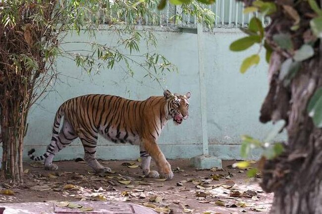 Pələng zoopark işçisini PARÇALADI - FOTO
