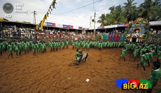 Hindlilər də ispanlar kimi öküz döyüşü keçirir - FOTO