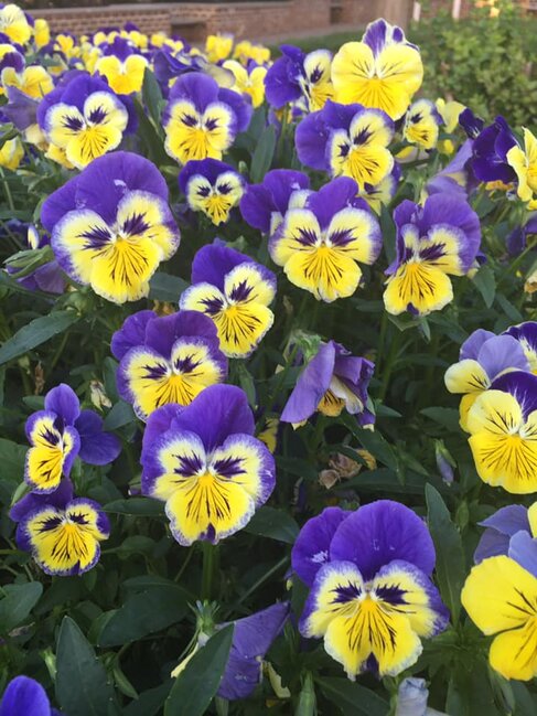 Dünyanın hər yerindən olan insanlar öz evlərində "yadplanetlilər"i görməyə başlayıblar - FOTOLAR