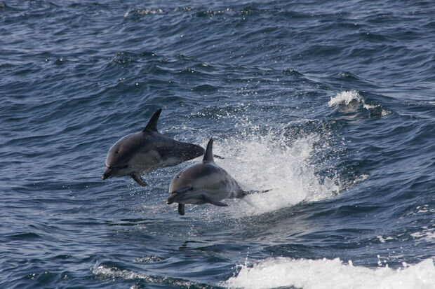 Britaniyada delfinlərin quş qripi virusundan öldüyü məlum olub