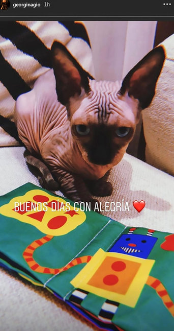 Ronaldonun təzə pişiyi sosial mediaya damğa vurdu - FOTOLAR