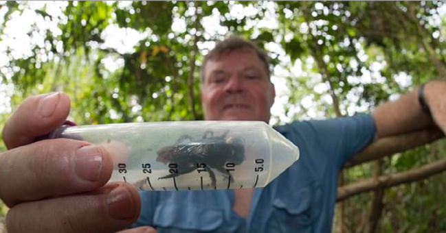 Ученые думали, что эти огромные пчелы вымерли 38 лет назад, но не тут-то было - ВИДЕО+ФОТО