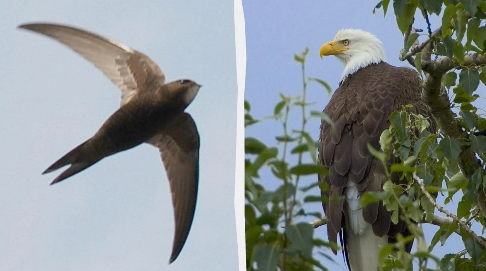 Tarixin ən uzun uçuşu: quşlar eniş etmədən nə qədər uça bilər?