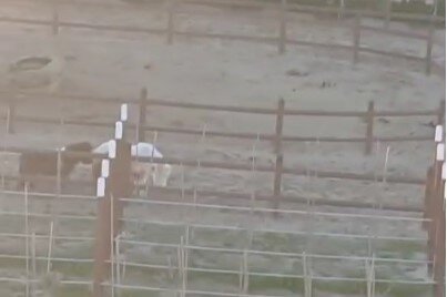 "Vəzifəli şəxsin saxladığı atlar və itlər bizi yaşamağa qoymur"