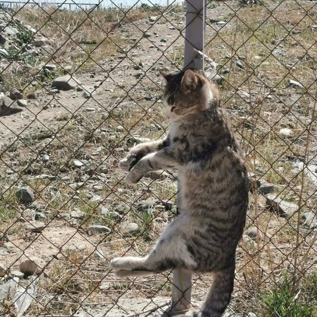 "Bu cür vəhşilik olar?" - Aygün Kazımova əsəbiləşdi