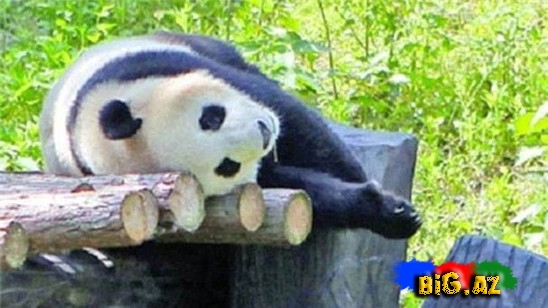 Panda depresiyaya girdi