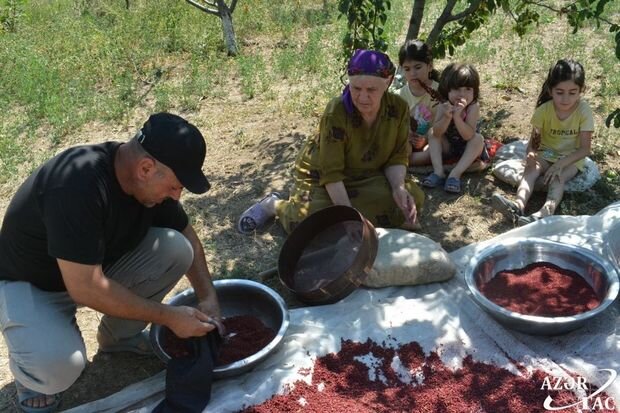 250 növü olan, kiloqramı 30 manata satılan sumaq necə əldə olunur?