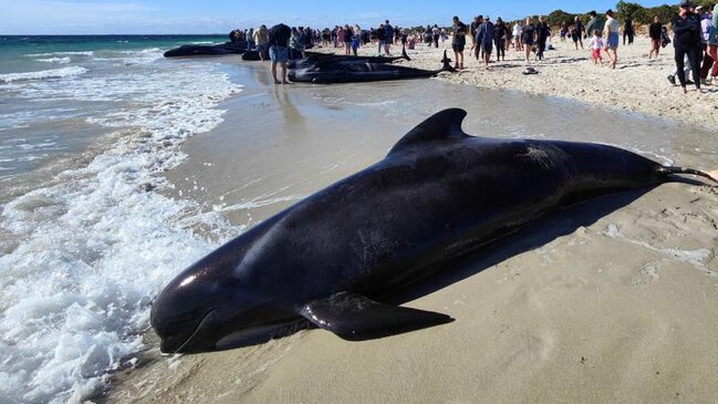 Avstraliyada 160-a yaxın balinadan 26-nı öldü