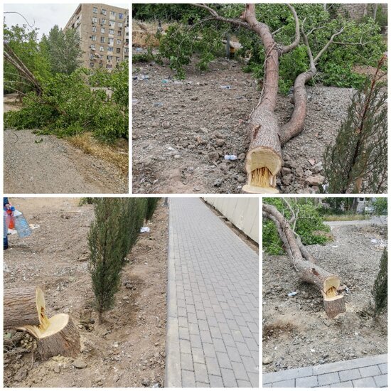 Xətai rayonunda 20 illik ağacları məhv etdilər - FOTOLAR