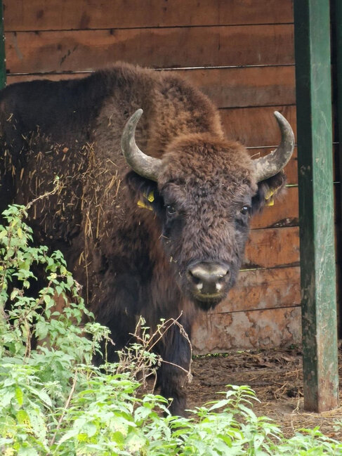 Azərbaycana daha 10 zubr gətirilib - FOTO